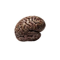 Obraz premium Human brain