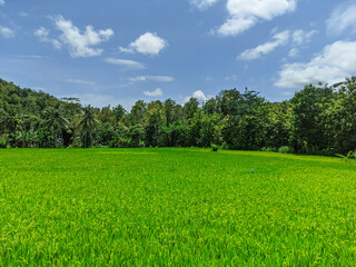 Obraz premium A stunning panoramic view of a lush green rice field under a bright blue sky, surrounded by a dense tropical forest. This landscape captures traditional indonesian agriculture and the natural beauty