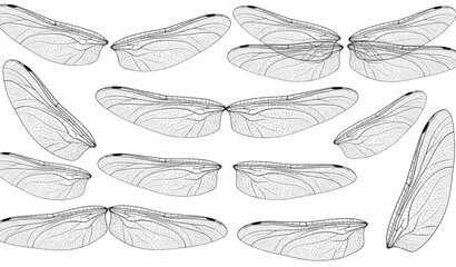 Detailed realistic dragonfly wings illustration set with intricate vein patterns isolated on white background vector design © Lupna