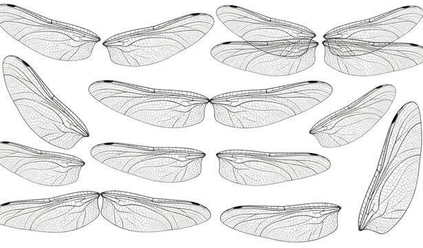 Detailed realistic dragonfly wings illustration set with intricate vein patterns isolated on white background vector design
