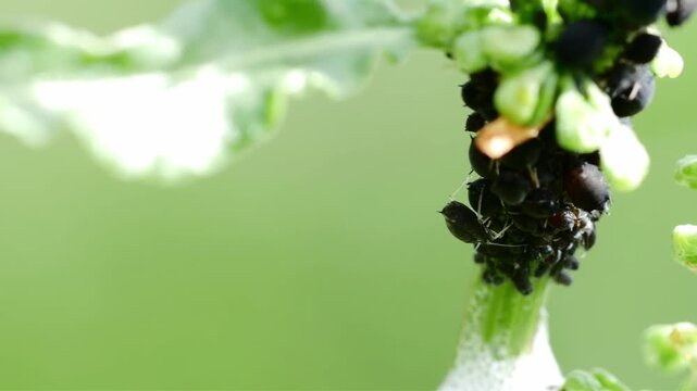 Close-up macro shot of a cluster of black aphids feeding on a plant stem with green background