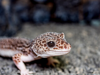 ヒョウモントカゲモドキ