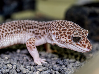 ヒョウモントカゲモドキ