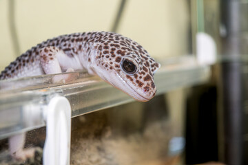 ヒョウモントカゲモドキ