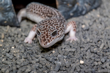 ヒョウモントカゲモドキ