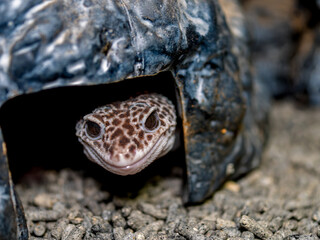 ヒョウモントカゲモドキ