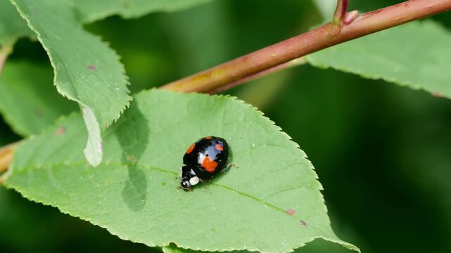 Black ladybug with red spots resting on a vibrant green leaf in nature