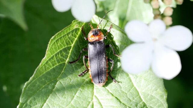 Close-up of a black and orange beetle resting on a vibrant green leaf with soft white flowers