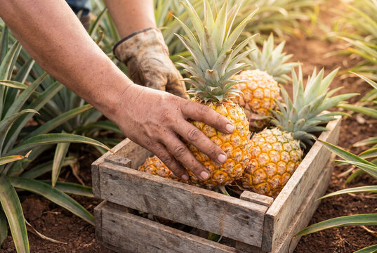 Farmer harvesting fresh ripe pineapples and placing them into a rustic wooden crate