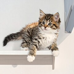 A curious kitten with brown and black fur resting on a ledge