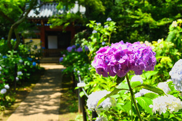 Obraz premium 本土寺 美しい紫陽花（あじさい,アジサイ）コピースペースあり（日本千葉県松戸市） Hondo-ji Temple （Hondoji Temple) Beautiful hydrangea, copy space available (Matsudo City, Chiba Prefecture, Japan)