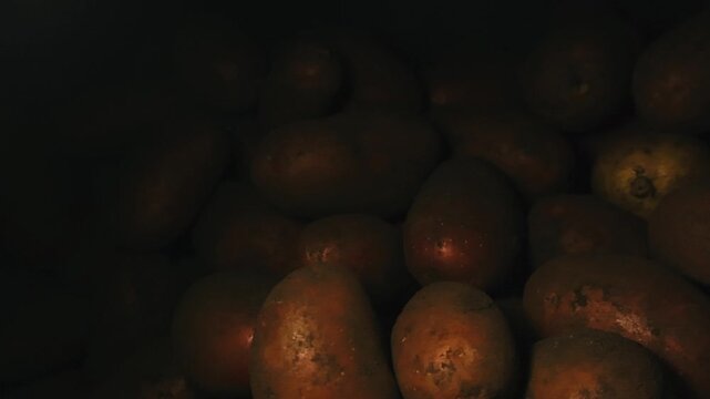 Raw root vegetables piled in low light basement with strong side lighting and texture