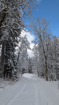road in winter forest