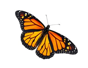 Obraz premium Close-up studio shot of an orange and black butterfly with intricate patterns, fully spread wings, against a clean white backdrop