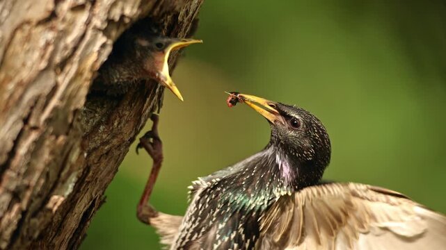 Closeup take of fleeting moment when adult of common starling (Sturnus vulgaris) feeding youngs in nesting cavity still flapping by wings in slow motion during flight like hummingbird. Detail wildlife