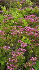 Obraz premium Pink alpine wildflowers blooming in Mount Rainier National Park