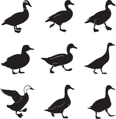 Fototapeta premium set of ducks