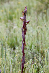 Ploughshare Orchid (Serapias vomeracea) in natural habitat © georgigerdzhikov