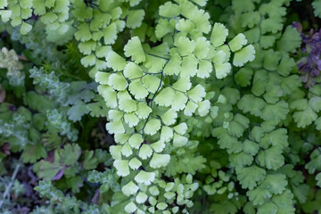 black maidenhair fern (Adiantum capillus-veneris) in a natural habitat