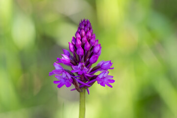 Fototapeta premium Pyramidal Orchid (Anacamptis pyramidalis) close up picture