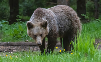 Fototapeta premium Brown Bear close up portrait in the nature