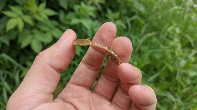 Green nano technology flexible circuit board ribbon held between fingers outdoor grass setting showing closeup printed polyimide film conductor