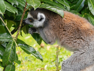 Fototapeta premium Maki catta