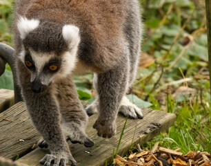 Fototapeta premium Maki catta