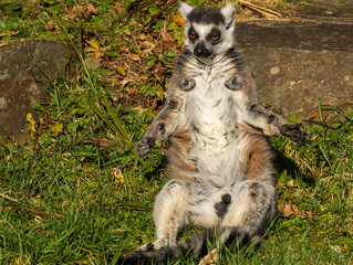 Fototapeta premium Maki catta