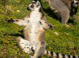 Fototapeta premium Maki catta