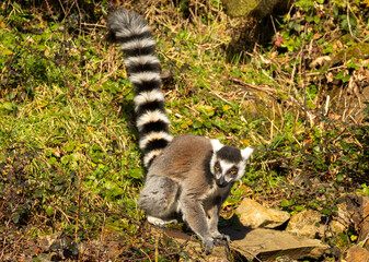 Fototapeta premium Maki catta