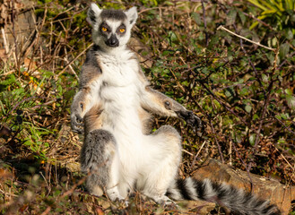 Fototapeta premium Maki catta