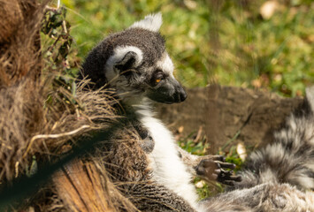 Obraz premium Maki catta