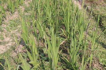 Obraz premium Tuberose flower plant on farm for harvest