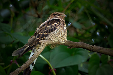 Fototapeta premium Large-tailed Nightjar bird on branch of tree in forest