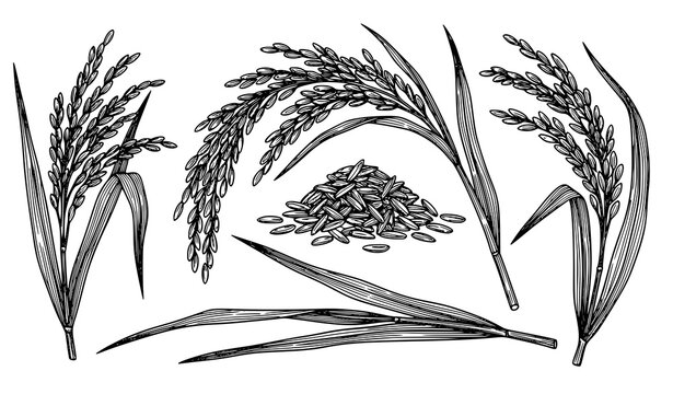 Rice ears and grains hand drawn vector element set