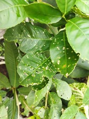Close-up of green leaves with holes and damage.