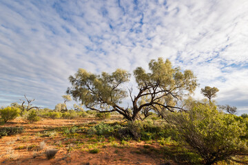 A vulnerable, rare and protected acacia tree grows in dry, semi-arid shrubland in red soil with a radiating cloud background at Lake Bindegolly national park in South Western Queensland, Australia.