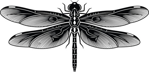 Dragonfly Illustration Black and White Detailed Line Art