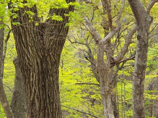 Obraz premium tree in the park