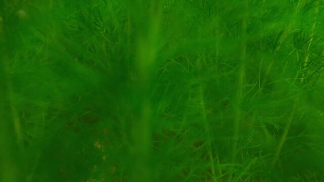 Close Up Video Green texture background of Eupatorium Capillifolium plants
