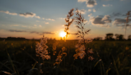 Golden sunset light glowing over a peaceful field, highlighting delicate wild grass against a soft, dreamy evening sky
