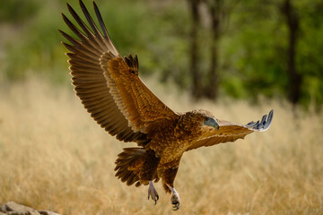 Fototapeta premium A juvenile bateleur eagle landing with trees and yellow grass in the background