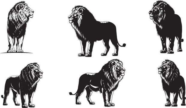 Vintage lion illustration set, hand drawn majestic male lions in 6 poses, black and white wildlife vector sketches for logo design and branding