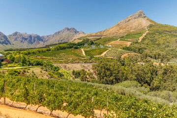 Naklejka premium Sunlit vineyard in South Africa