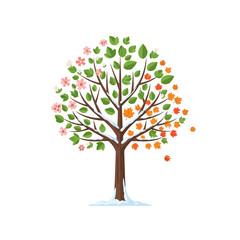 Obraz premium Four Seasons Tree: Spring Blossoms, Summer Green, Autumn Leaves, Winter Snow
