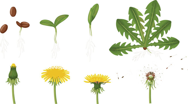 Detailed vector illustration showing the life cycle of a dandelion plant from seeds and sprouting seedlings to yellow flowers and seed head dispersal.