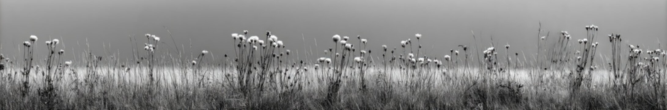 A black and white image of a field of tall grass with a hazy sky in the background.