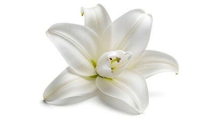 Elegant White Lily Flower Isolated image generated