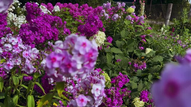 Lush bushes of pink phlox paniculata in the summer garden, bright flowering of ornamental plants in the sun.